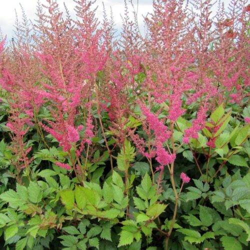 Astilbe arendsii Anita Pfeifer - Obrázek 1