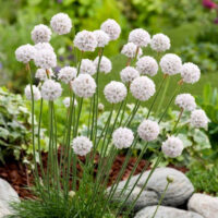 Armeria pseudarmeria Ballerina White