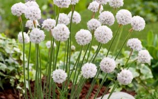 Armeria pseudarmeria Ballerina White