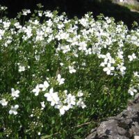 Arabis procurens