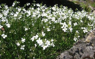 Arabis procurens