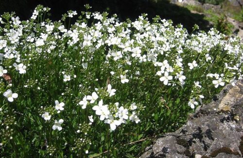 Arabis procurens - Obrázek 1