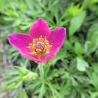 Anemone multifida Annabella Deep Rose'