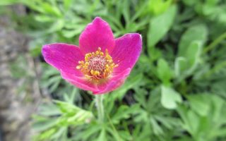 Anemone multifida Annabella Deep Rose'