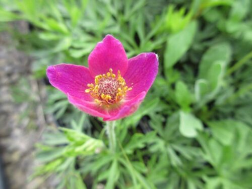 Anemone multifida Annabella Deep Rose' - Image 1