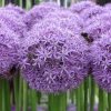 Allium giganteum ´Gladiator´ - P12