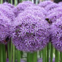 Allium giganteum ´Gladiator´