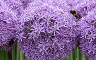 Allium giganteum ´Gladiator´