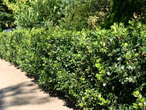 Ilex meserveae 'Heckenstar' - Obrázek 2