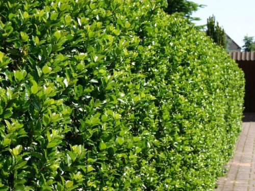 Ilex meserveae 'Heckenstar' - Obrázek 1