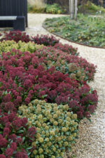 Skimmia japonica 'Rubesta'® - Obrázek 5