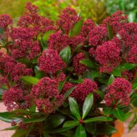 Skimmia japonica 'Rubesta'®