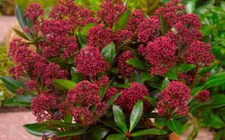 Skimmia japonica 'Rubesta'®