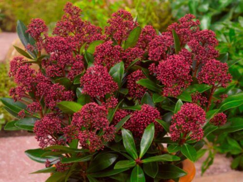 Skimmia japonica 'Rubesta'® - Obrázek 1