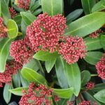 Skimmia japonica 'Rubesta'® - Obrázek 4