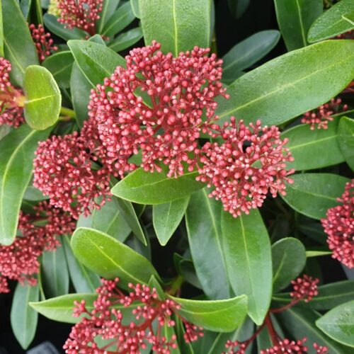 Skimmia japonica 'Rubesta'® - Obrázek 4