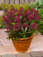 Skimmia japonica 'Rubesta'® - Obrázek 2