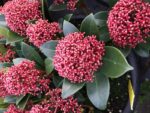 Skimmia japonica 'Rubesta'® - Obrázek 3