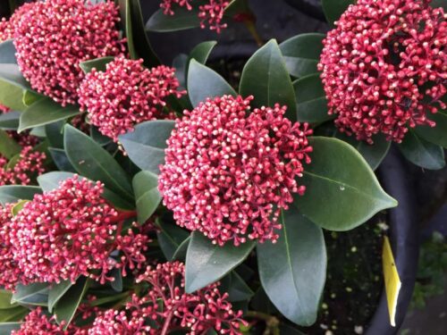 Skimmia japonica 'Rubesta'® - Obrázek 3