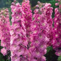 Delphinium pacific 'Astolat'