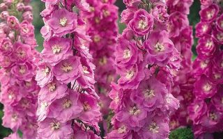 Delphinium pacific 'Astolat'
