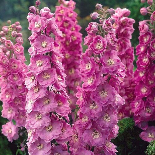 Delphinium pacific 'Astolat' - Obrázek 1