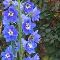 Delphinium pacific 'Blue Bird'
