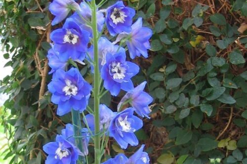 Delphinium pacific 'Blue Bird' - Obrázek 1