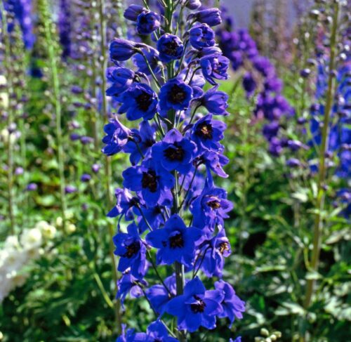 Delphinium pacific 'Black Knight' - Obrázek 1