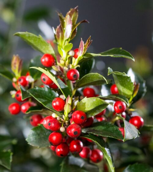 Ilex meserveae 'Blue Maid' na kmínku - Obrázek 2