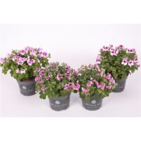 Pelargonium grandiflorum 'Bella Donna'