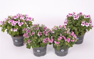 Pelargonium grandiflorum 'Bella Donna'