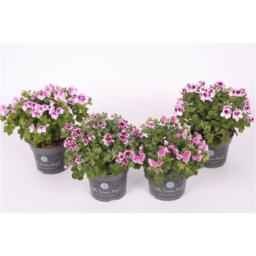 Pelargonium grandiflorum 'Bella Donna' - Obrázek 1
