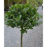 Ilex meserveae 'Blue Maid' na kmínku