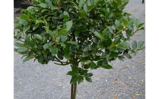Ilex meserveae 'Blue Maid' na kmínku