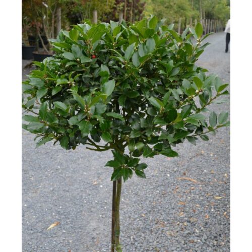 Ilex meserveae 'Blue Maid' na kmínku - Obrázek 1