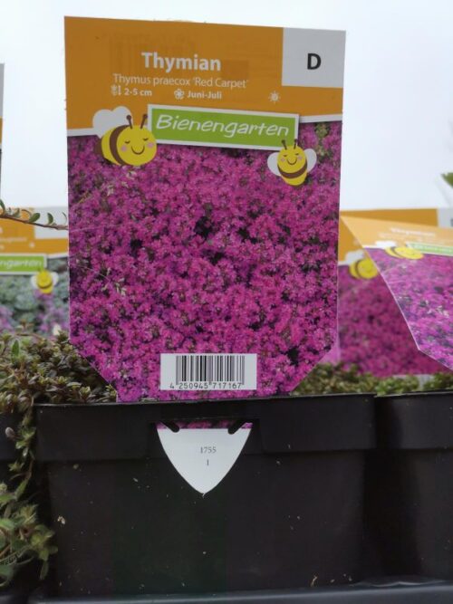 Thymus praecox 'Red Carpet' - Obrázek 2