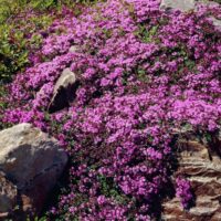 Thymus praecox 'Red Carpet'