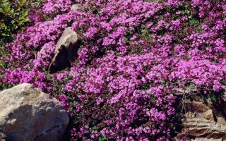 Thymus praecox 'Red Carpet'
