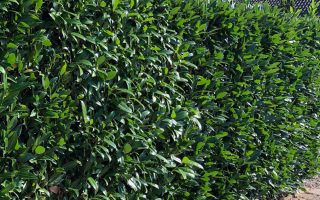 Prunus laurocerasus 'Caucasica'