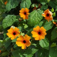 Thunbergia alata