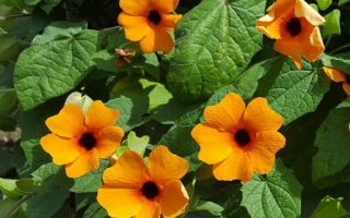 Thunbergia alata