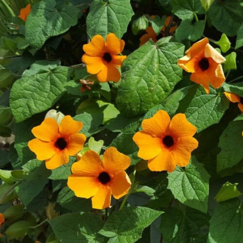Thunbergia alata - Obrázek 1