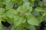 BYLINKY Ocimum basilicum Magic White, P 12–BAZALKA - Obrázek 2