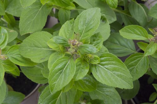 BYLINKY Ocimum basilicum Magic White, P 12–BAZALKA - Obrázek 2