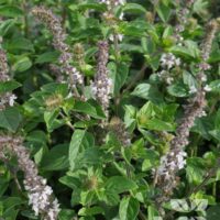 BYLINKY Ocimum basilicum Magic White, P 12–BAZALKA