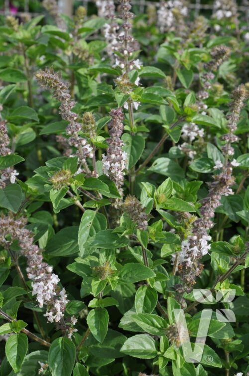 BYLINKY Ocimum basilicum Magic White, P 12–BAZALKA - Obrázek 1