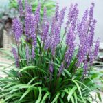 Liriope muscari 'Ingwersen' - Obrázek 3