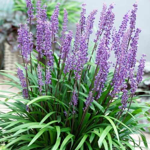 Liriope muscari 'Big Blue' - Obrázek 1
