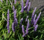 Liriope muscari 'Ingwersen'